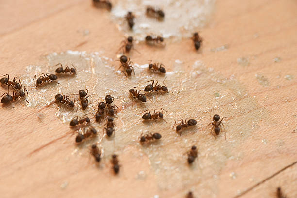 Trusted Xenia, OH Pest Control Experts